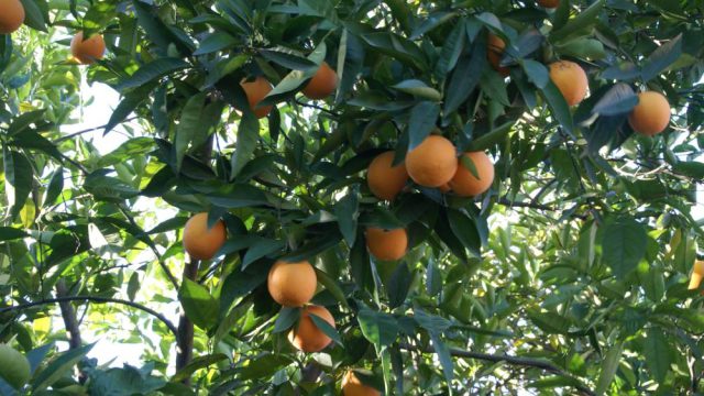 Naranjos del jardín