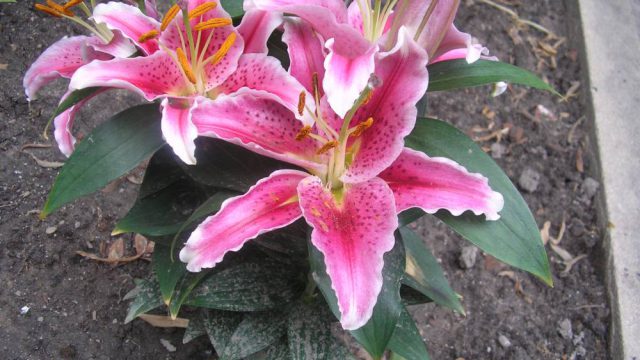 Flores en primavera