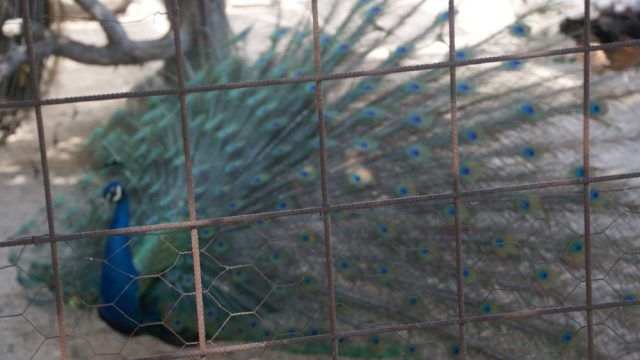 Rincón del jardín. Pavos reales