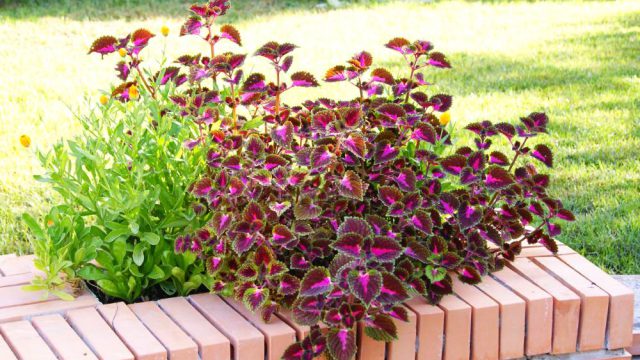 Detalle del Jardín de la Inmaculada