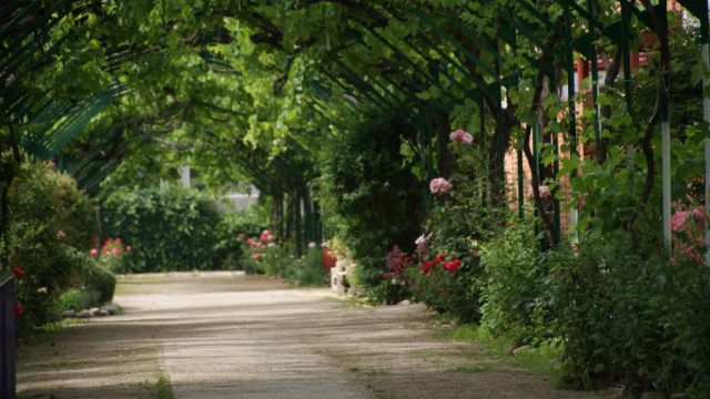 Vista del "emparrado"