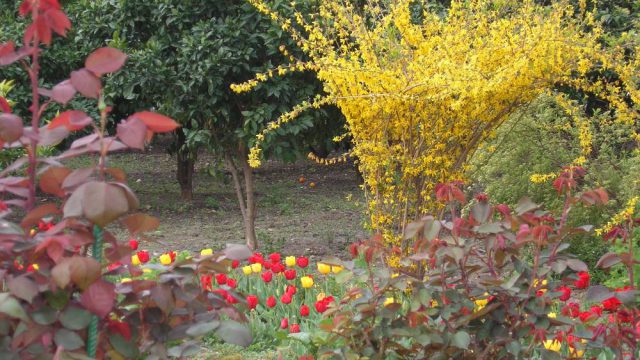 Vista del jardín en primavera
